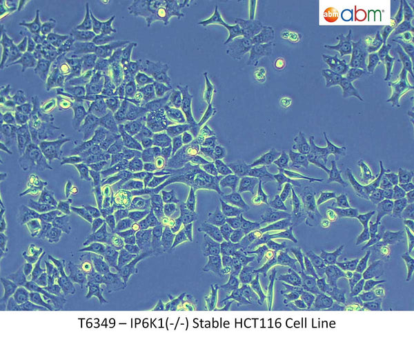 IP6K1(-/-) Stable HCT116 Cell Line | Applied Biological Materials (abm)