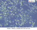 IP6K2(-/-) Stable HCT116 Cell Line | Applied Biological Materials (abm)