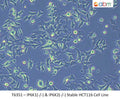 IP6K1(-/-) & IP6K2(-/-) Stable HCT116 Cell Line | Applied Biological Materials (abm)