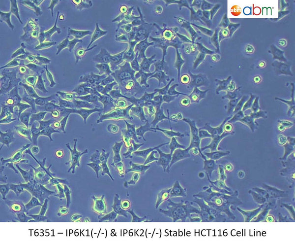 IP6K1(-/-) & IP6K2(-/-) Stable HCT116 Cell Line | Applied Biological Materials (abm)