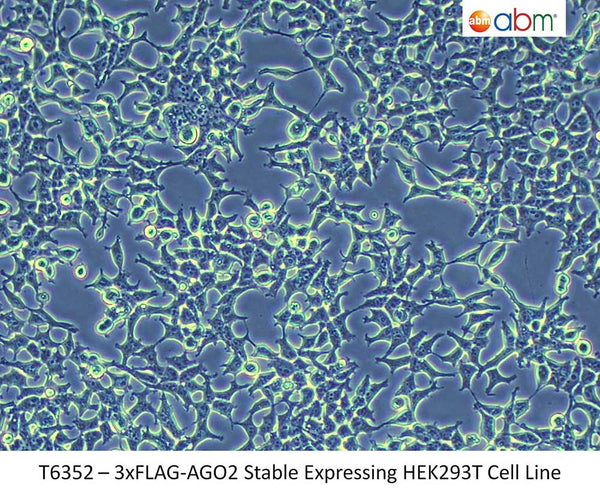 3xFLAG-AGO2 Stable Expressing HEK293T Cell Line | Applied Biological Materials (abm)