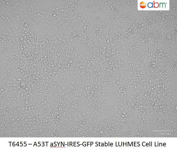 A53T aSYN-IRES-GFP Stable LUHMES Cell Line | Applied Biological Materials (abm)