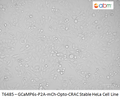 GCaMP6s-P2A-mCh-Opto-CRAC Stable HeLa Cell Line | Applied Biological Materials (abm)