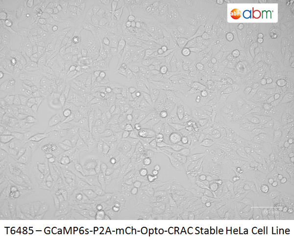GCaMP6s-P2A-mCh-Opto-CRAC Stable HeLa Cell Line | Applied Biological Materials (abm)