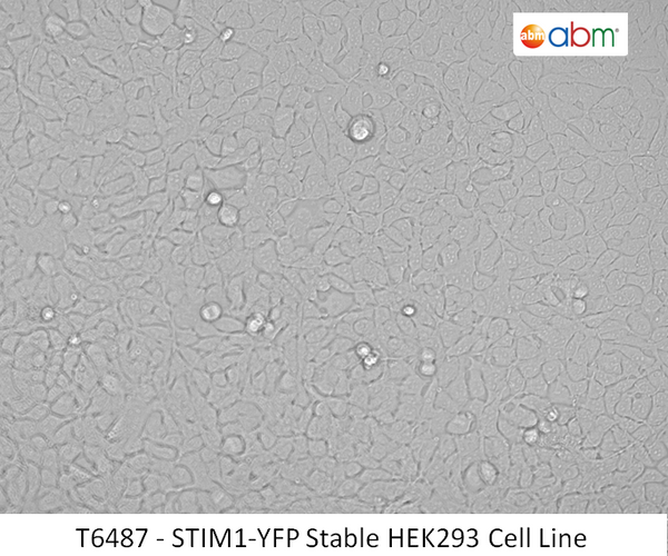 STIM1-YFP Stable HEK293 Cell Line | Applied Biological Materials (abm)