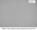 STIM1 Stable Knockout HEK293 Cell Line (S1-KO) | Applied Biological Materials (abm)