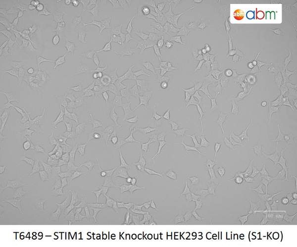STIM1 Stable Knockout HEK293 Cell Line (S1-KO) | Applied Biological Materials (abm)