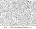 STAT2 CRISPR Knockout A549 Stable Cell Line | Applied Biological Materials (abm)
