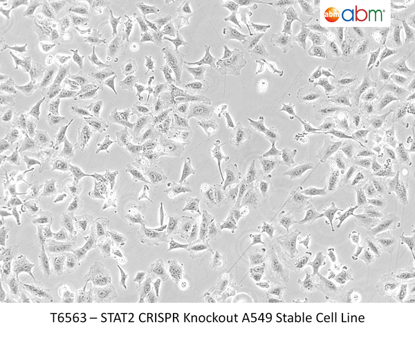 STAT2 CRISPR Knockout A549 Stable Cell Line | Applied Biological Materials (abm)