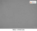 KTHOS Cells | Applied Biological Materials (abm)