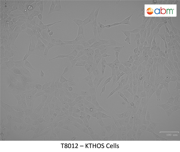 KTHOS Cells | Applied Biological Materials (abm)