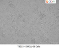 EMCLL-06 Cells | Applied Biological Materials (abm)