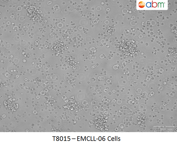 EMCLL-06 Cells | Applied Biological Materials (abm)