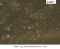 LGD 1069 Resistant A375 Cell Line | Applied Biological Materials (abm)