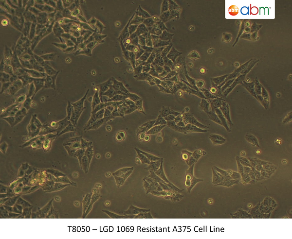 LGD 1069 Resistant A375 Cell Line | Applied Biological Materials (abm)