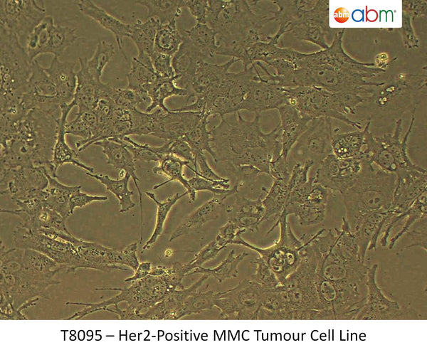 Her2-Positive MMC Tumour Cell Line | Applied Biological Materials (abm)