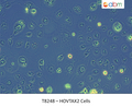 HOVTAX2 Cells | Applied Biological Materials (abm)