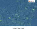 Ace-1 Cells | Applied Biological Materials (abm)