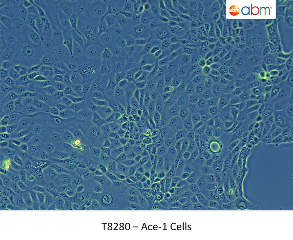 Ace-1 Cells | Applied Biological Materials (abm)