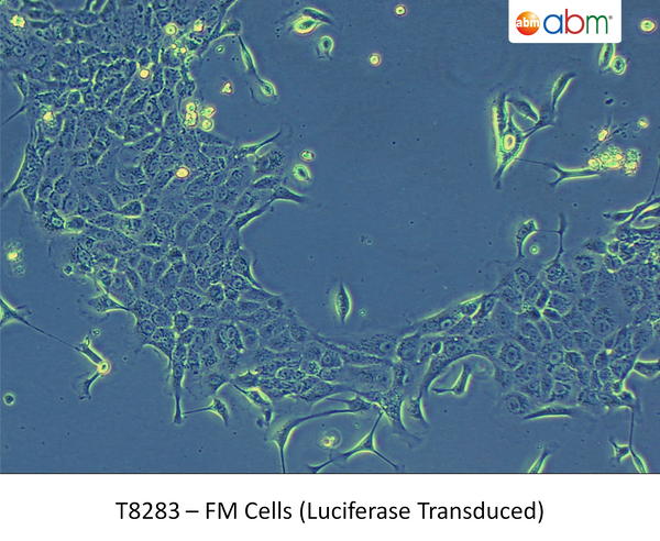 FM Cells (Luciferase Transduced) | Applied Biological Materials (abm)