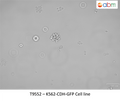 K562-CDH-GFP Cell line | Applied Biological Materials (abm)