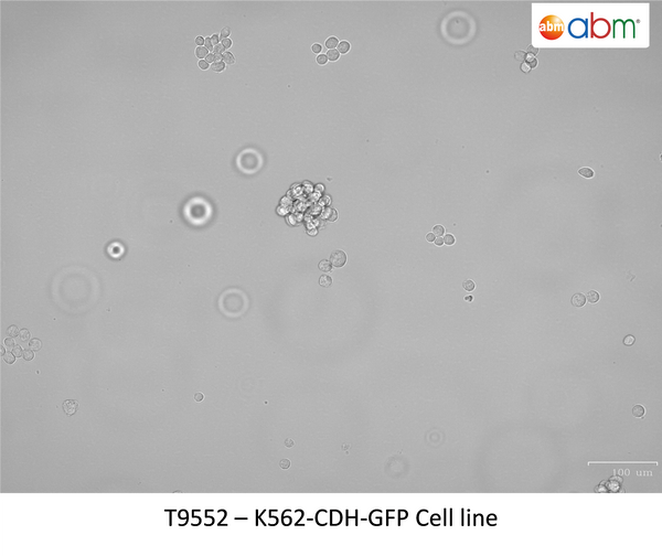 K562-CDH-GFP Cell line | Applied Biological Materials (abm)