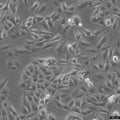 T98G cell