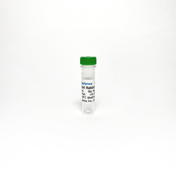 Anti-Iba1 Antibody Monoclonal Antibody – Figure 1 of 1
