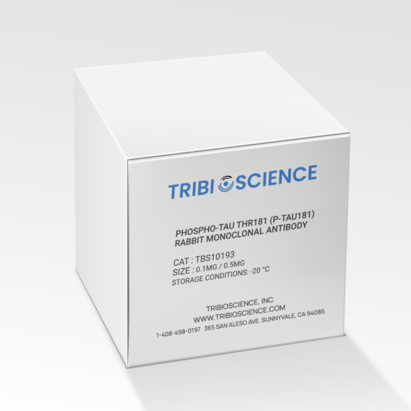 Phospho-Tau Thr181 (p-tau181) Rabbit Monoclonal Antibody (Capture) – Figure 1 of 1