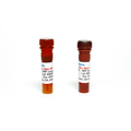 Monoclonal Antibody to Human IFN-Gamma, HRP – Figure 1 of 1