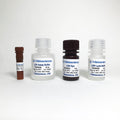 LDH Cytotoxicity Colorimetric Assay Kit