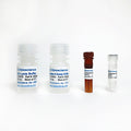 Caspase-4 Fluorometric Assay Kit