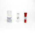 CD38 Hydrolase Activity Fluorometric Assay Kit