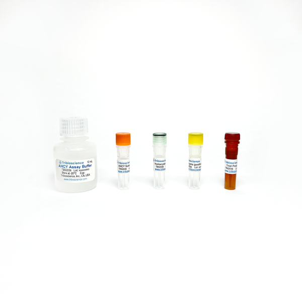 Adenosyl Homocysteinase (AHCY) Fluorometric Assay Kit