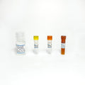 Lactic Lactate Fluorometric Assay Kit
