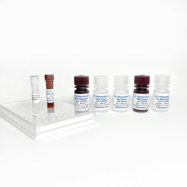 Cyclic AMP Activity Colorimetric Assay Kit