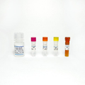 AMP Colorimetric Assay Kit