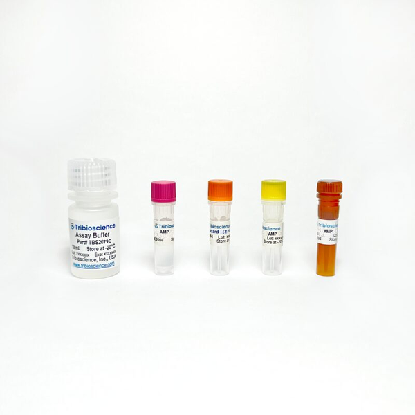 AMP Colorimetric Assay Kit