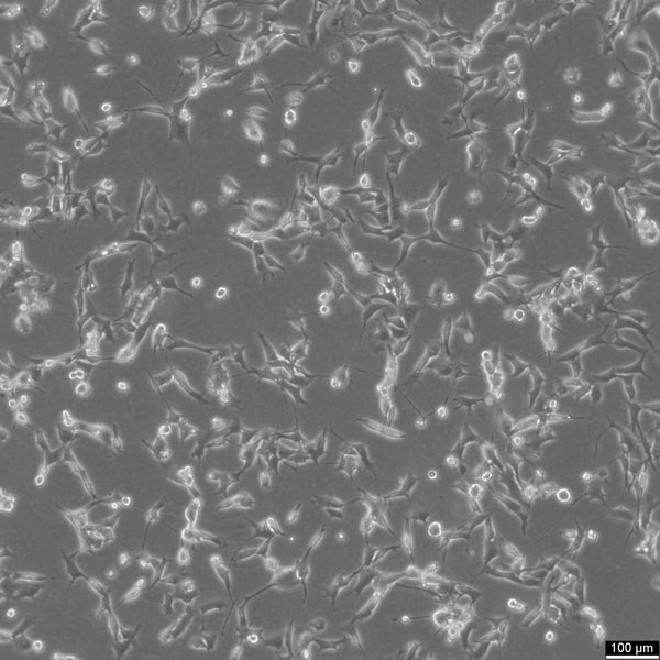 TC-1 cell