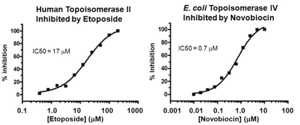 96-Well S. aureus Topo IV DNA Decatenation Assay Kit Plus – Figure 1 of 1