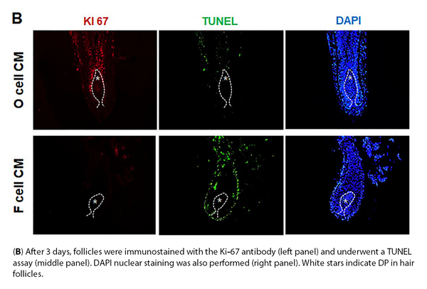 ABI3 CRISPR Knockout 293T Cell Line | Applied Biological Materials (abm)