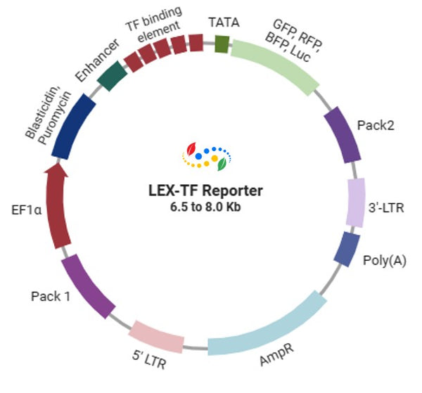 RARE/DR5 Reporter Lentivirus – Figure 1 of 3