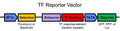 Reporter Negative Control Lentivirus – Figure 1