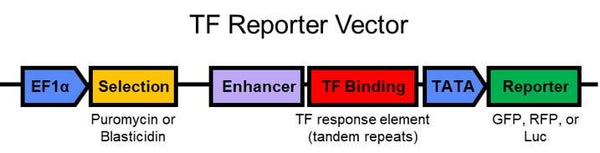 Reporter Negative Control Lentivirus – Figure 1