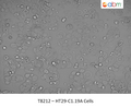 HT29-Cl.19A Cells | Applied Biological Materials (abm)