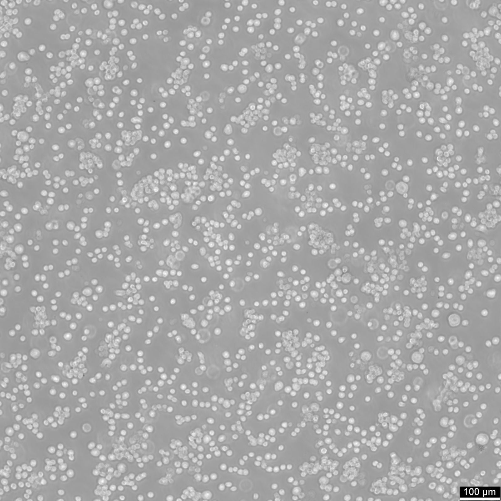 THP-1 cell Cell Line (Male) | BHC11100413 | BioHippo