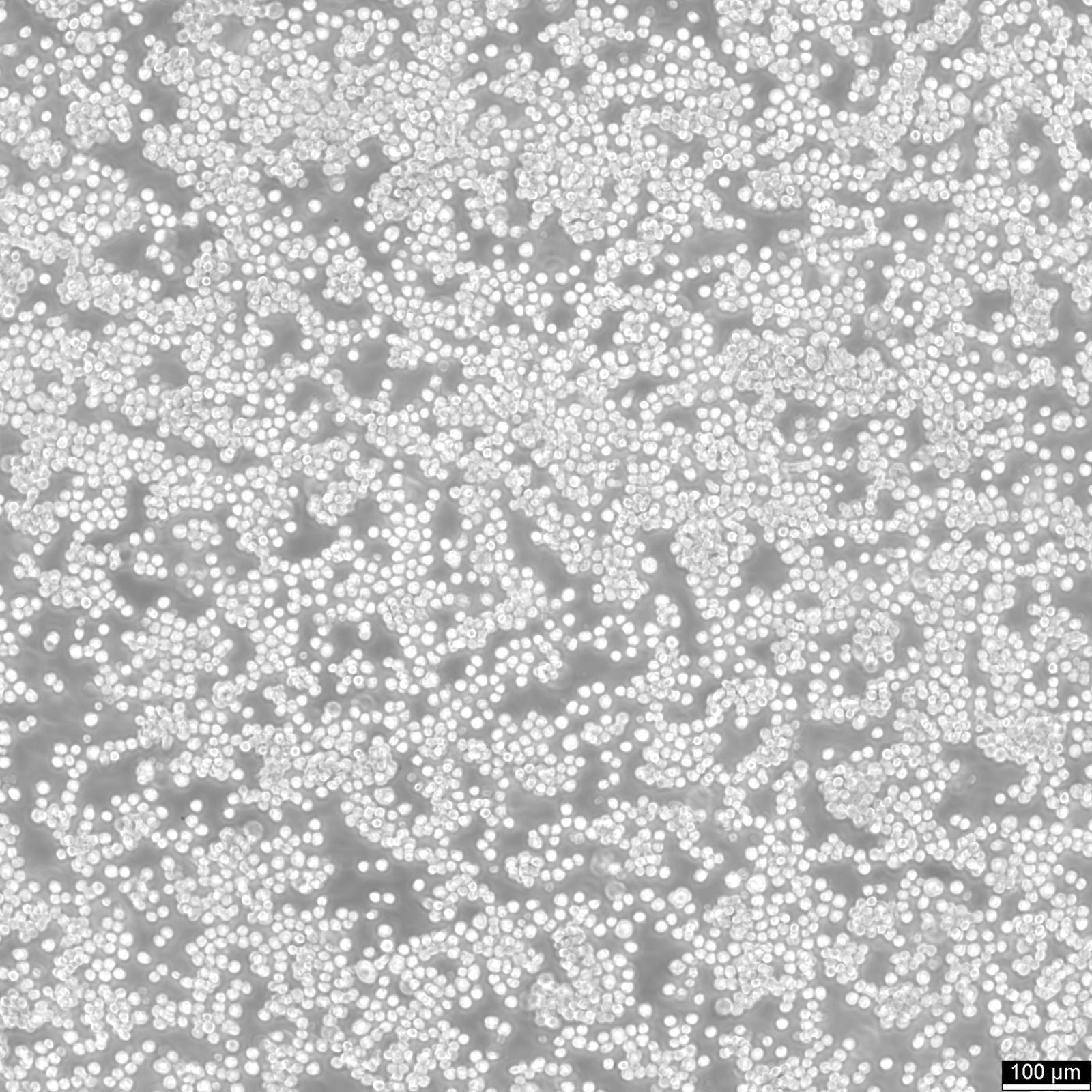 たにひろ様 THP 1ml THP-1 cell Cell Line (Male) | BHC11100413 | BioHippo