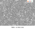 IU-TAB-1 Cells | Applied Biological Materials (abm)