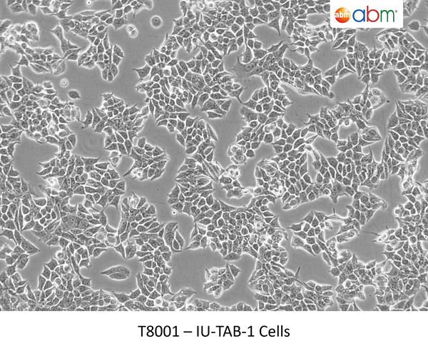 IU-TAB-1 Cells | Applied Biological Materials (abm)