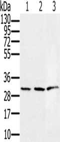 HSD17B8 Polyclonal Antibody – Figure 1 of 4